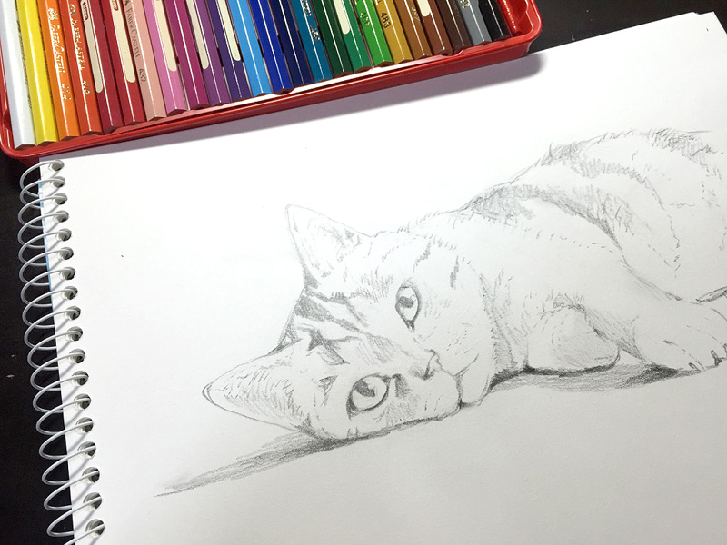 ベストかわいい 鉛筆 猫 イラスト リアル 最高の動物画像